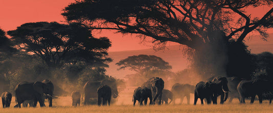 Untamed Africa Safari