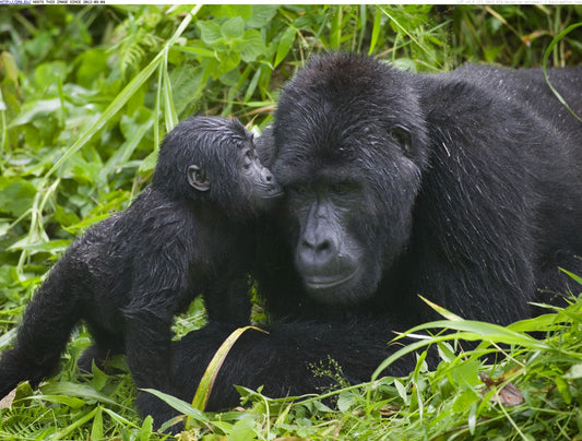 Bwindi Uganda Gorilla trip