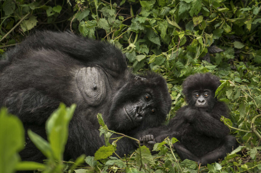 Untamed Rwanda Gorilla and Chimps Safari