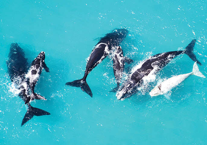 Marine Big Five and Big Five Safari