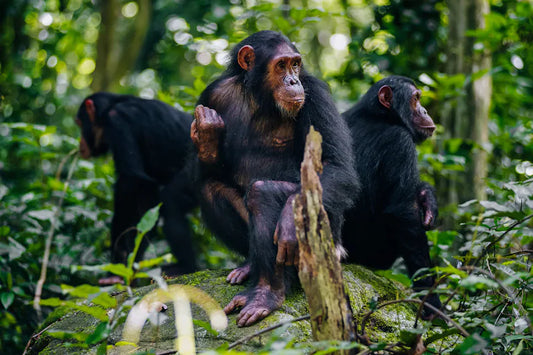 Ruaha & Mahale Chimpanzee Trekking