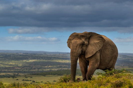 5 Nights Port Elizabeth & Addo Elephant Nat Park Safari