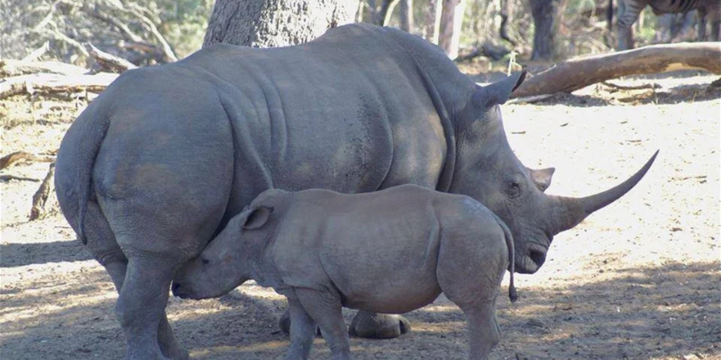 4-Night Zululand Wildlife & Safari – Lidiko Lodge & Hluhluwe Game Lodge