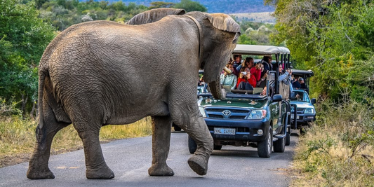 4-Night Zululand Wildlife & Safari – Lidiko Lodge & Hluhluwe Game Lodge