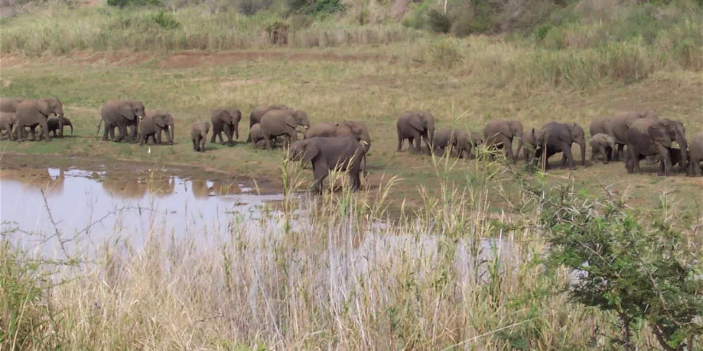 4-Night Zululand Wildlife & Safari – Lidiko Lodge & Hluhluwe Game Lodge