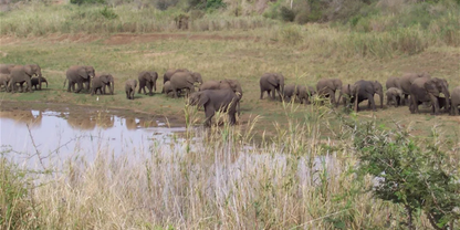 4-Night Zululand Wildlife & Safari – Lidiko Lodge & Hluhluwe Game Lodge