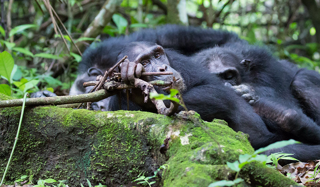 Mahale & Gombe Chimpanzee Trekking