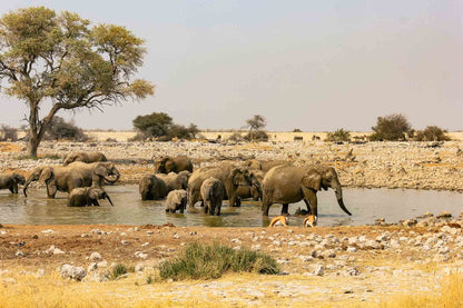 7 Nights Etosha Explorer Wildlife Adventure