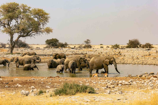 3 Nights Etosha Camping Fun