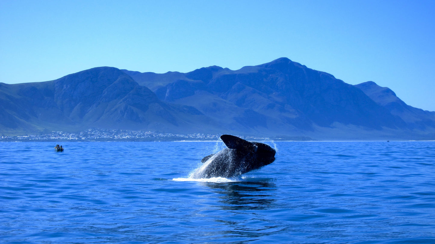 4 Nights Hermanus Whale & Golf Adventure