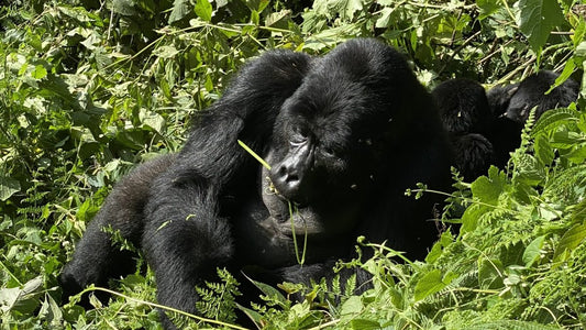 Wildlife Migration and Gorilla Photo Safari