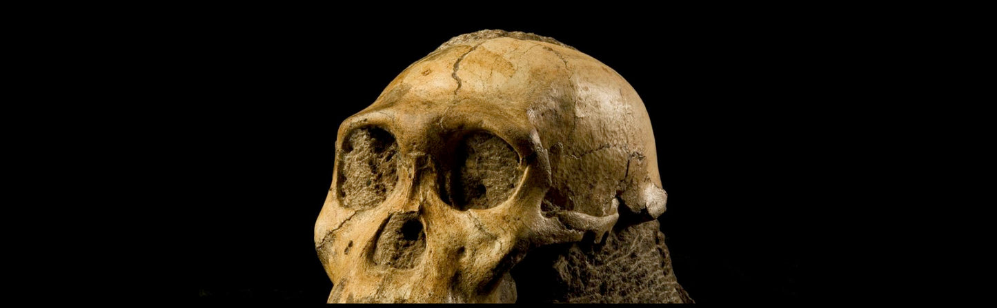 Cradle of Humankind Half Day Tour