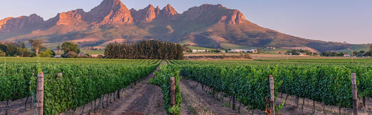 Cape Winelands Half Day Tour