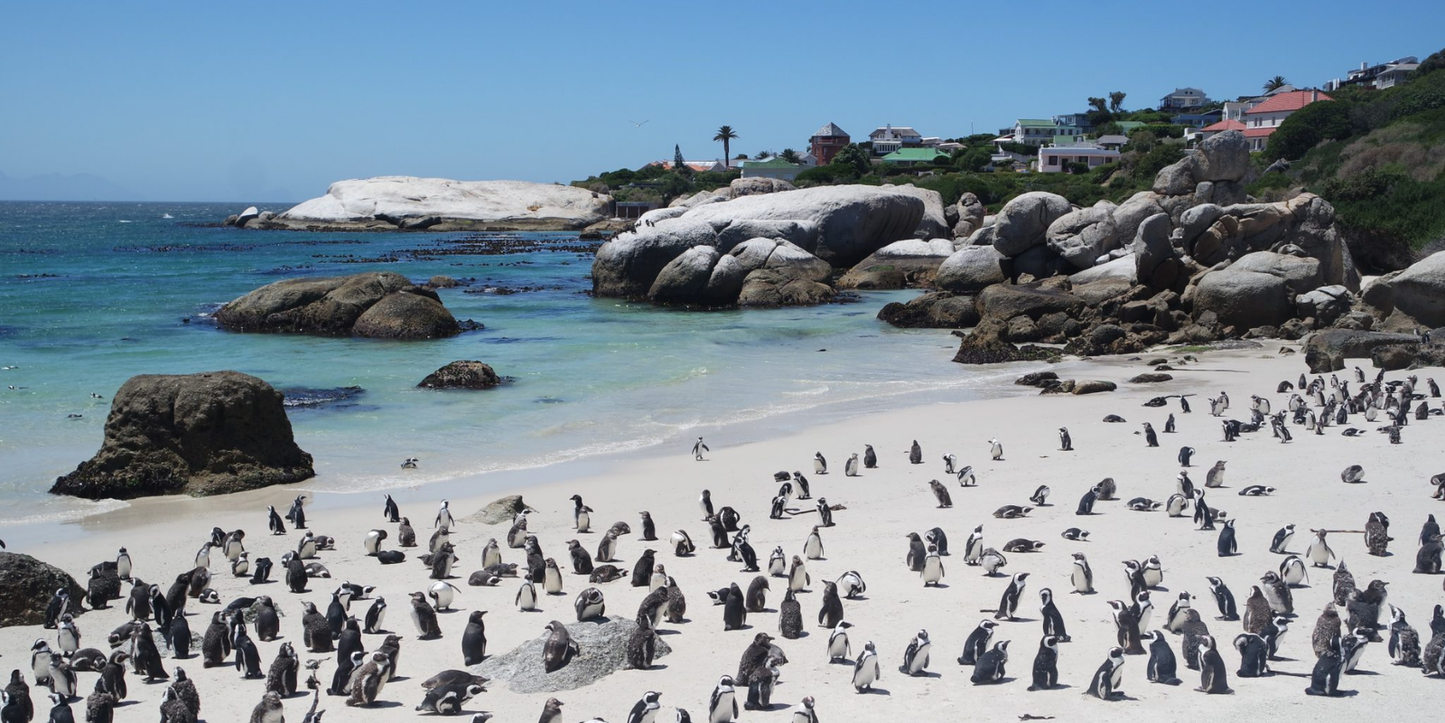 7 Nights Johannesburg, Kruger National Park & Cape Town (Free your Soul)
