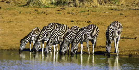 3 Night Sun City – Las Vegas of Africa Escape (Cascades)