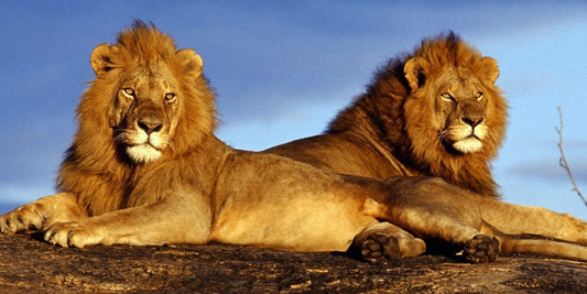 3 Night Sun City – Las Vegas of Africa Escape (Bakubung Bush lodge)