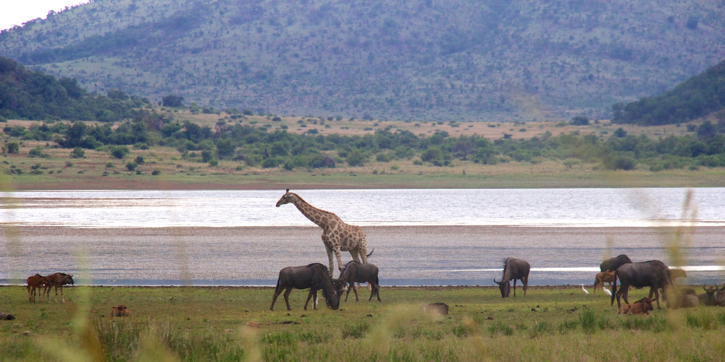 3 Night Sun City – Las Vegas of Africa Escape (Kwa Maritane Bush lodge)