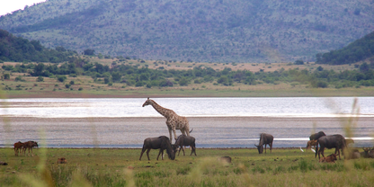 3 Night Sun City – Las Vegas of Africa Escape (Kwa Maritane Bush lodge)