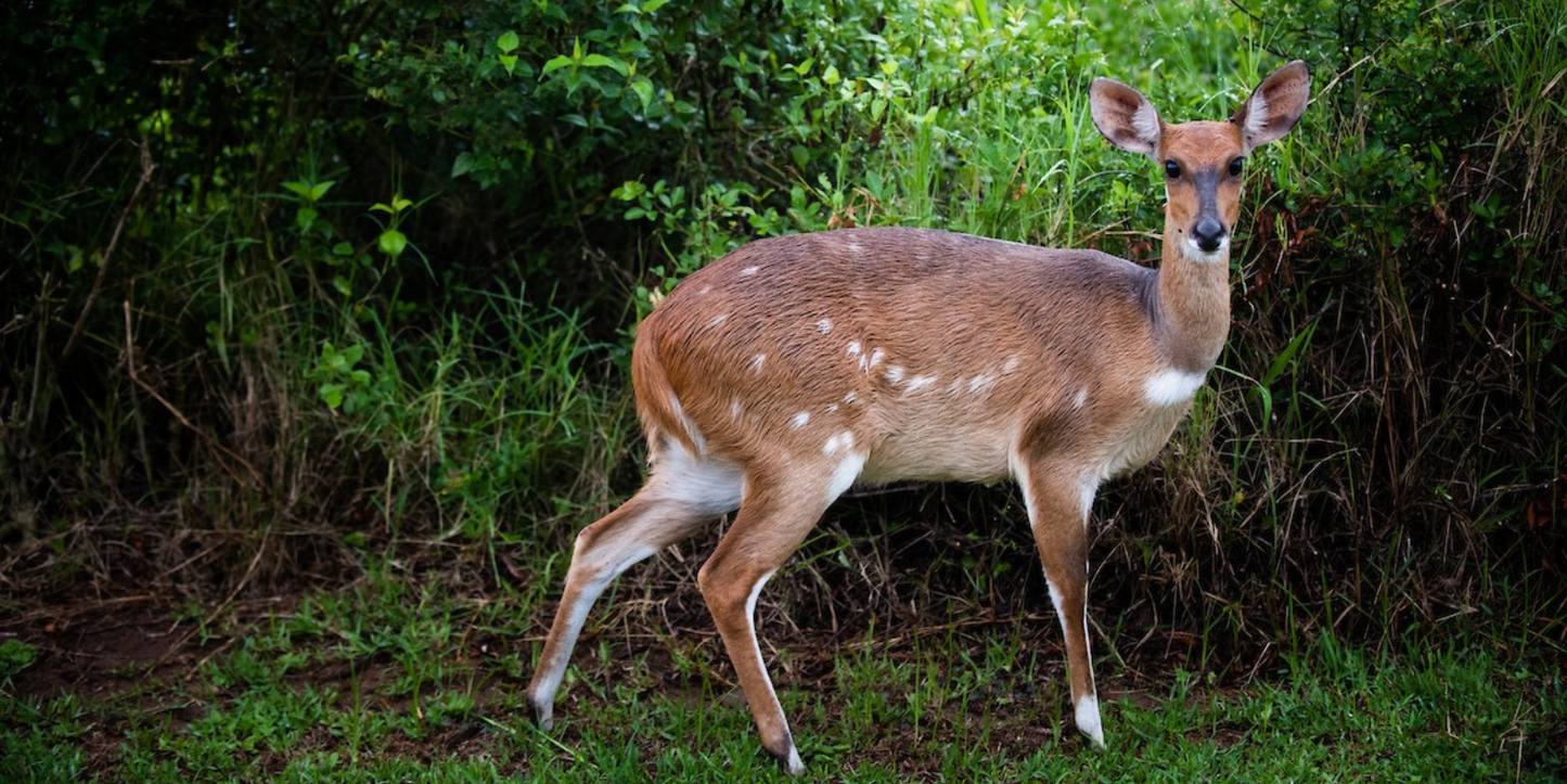 Deer standing in a natural setting with greenery