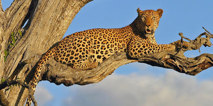 Best Of Big Five Safari