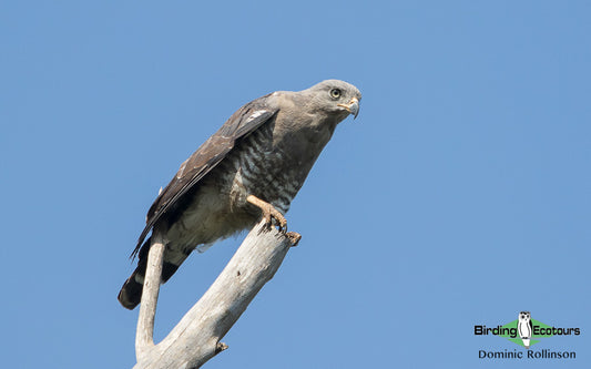 Bird Watching in Maputo