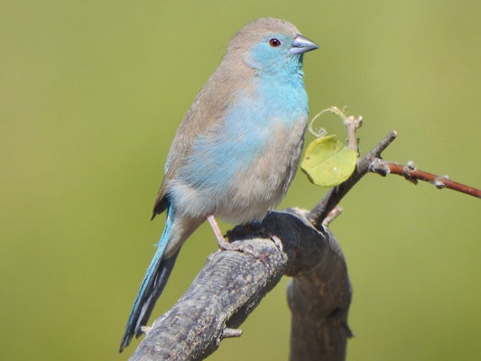 Bird Watching in Nampula