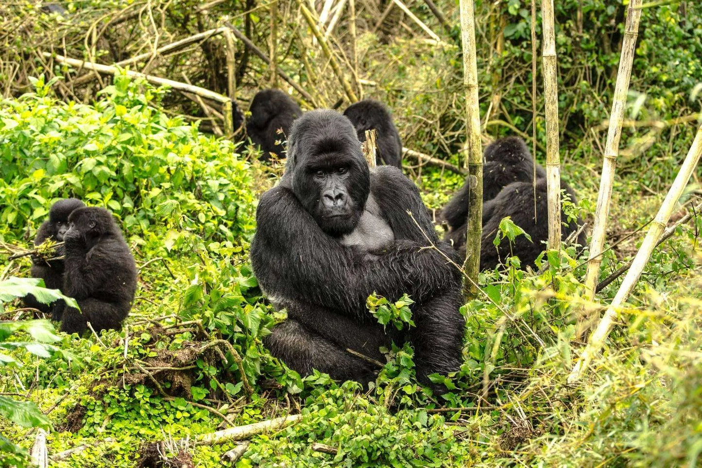 Tracking Majestic Mountain Gorillas