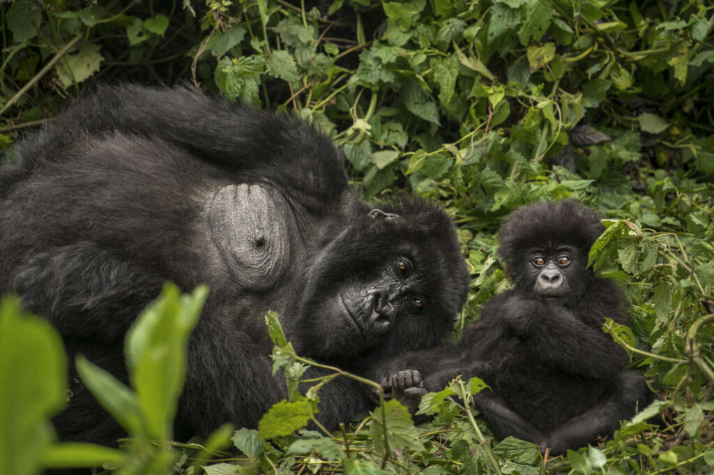 Untamed Rwanda Classic Gorilla and Chimps Safari