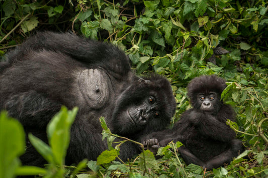 Untamed Rwanda Gorilla and Chimps Safari