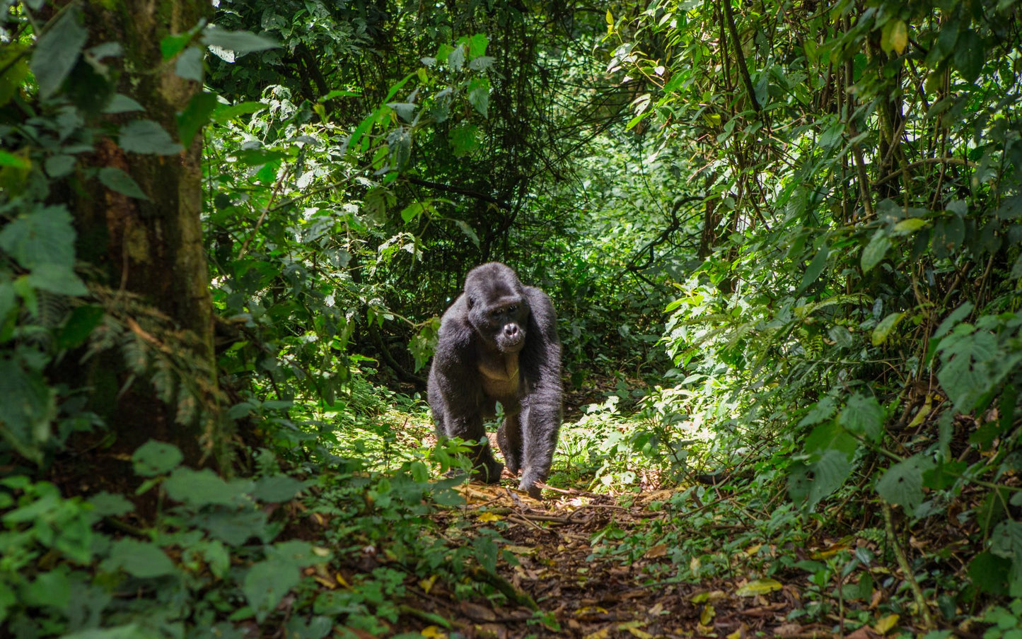 Gorillas of Rwanda