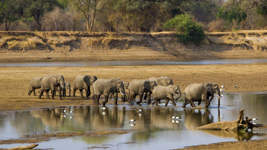 North & South Luangwa Safari