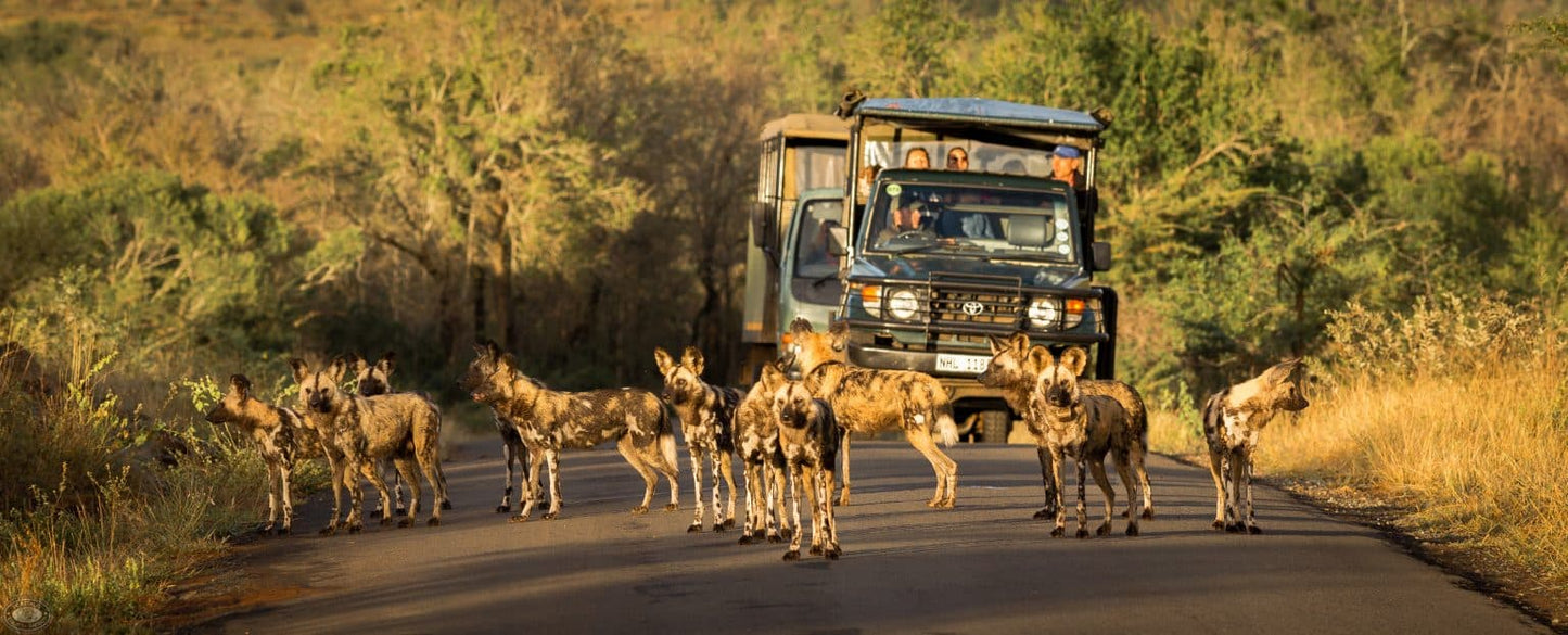 6 Nights Kruger & St Lucia Safari