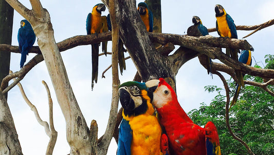 Bird Watching in Bazaruto